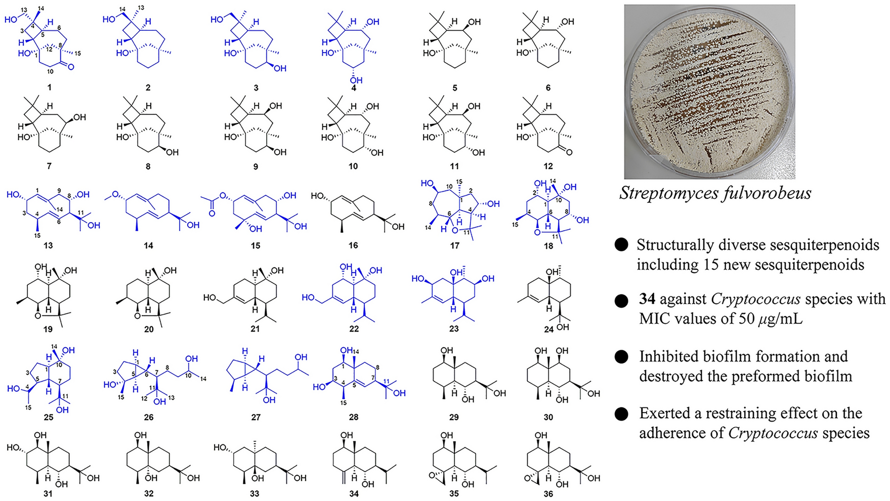 Discovery of structurally diverse sesquiterpenoids from  isolated from  feces and their antifungal activities