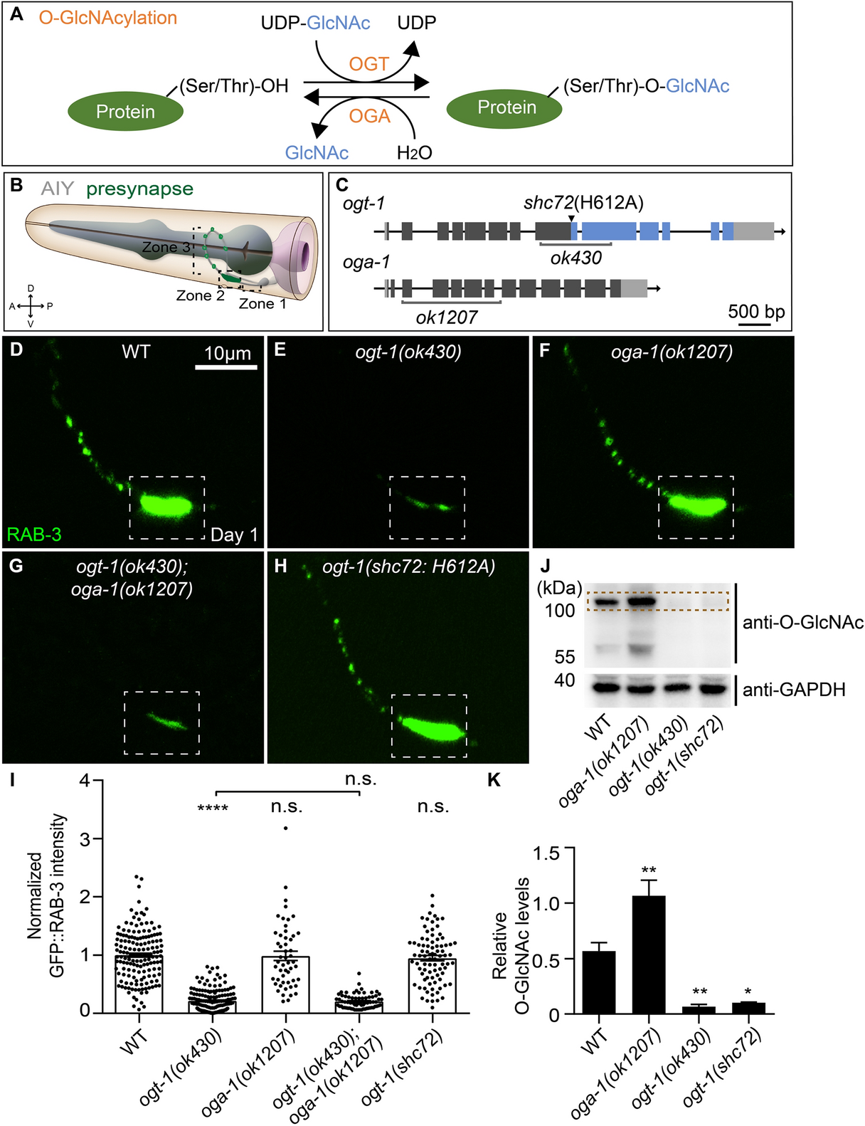 O-GlcNAc transferase promotes synaptic assembly independent of catalytic activity in