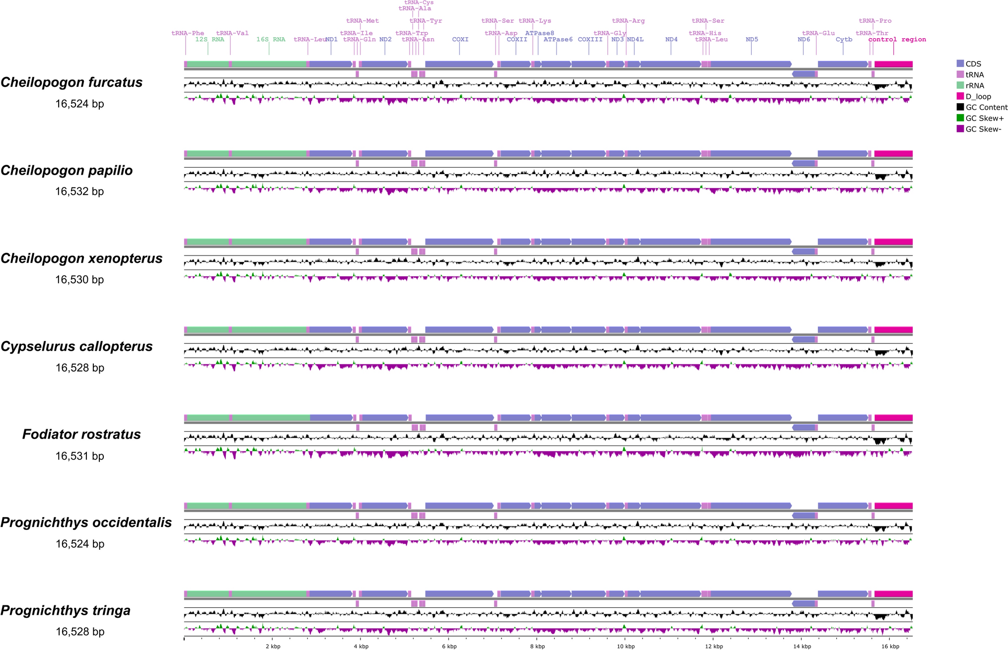 Role of public DNA-Seq data in mitogenomics research: A case study on the flying fish family (Beloniformes: Exocoetidae)