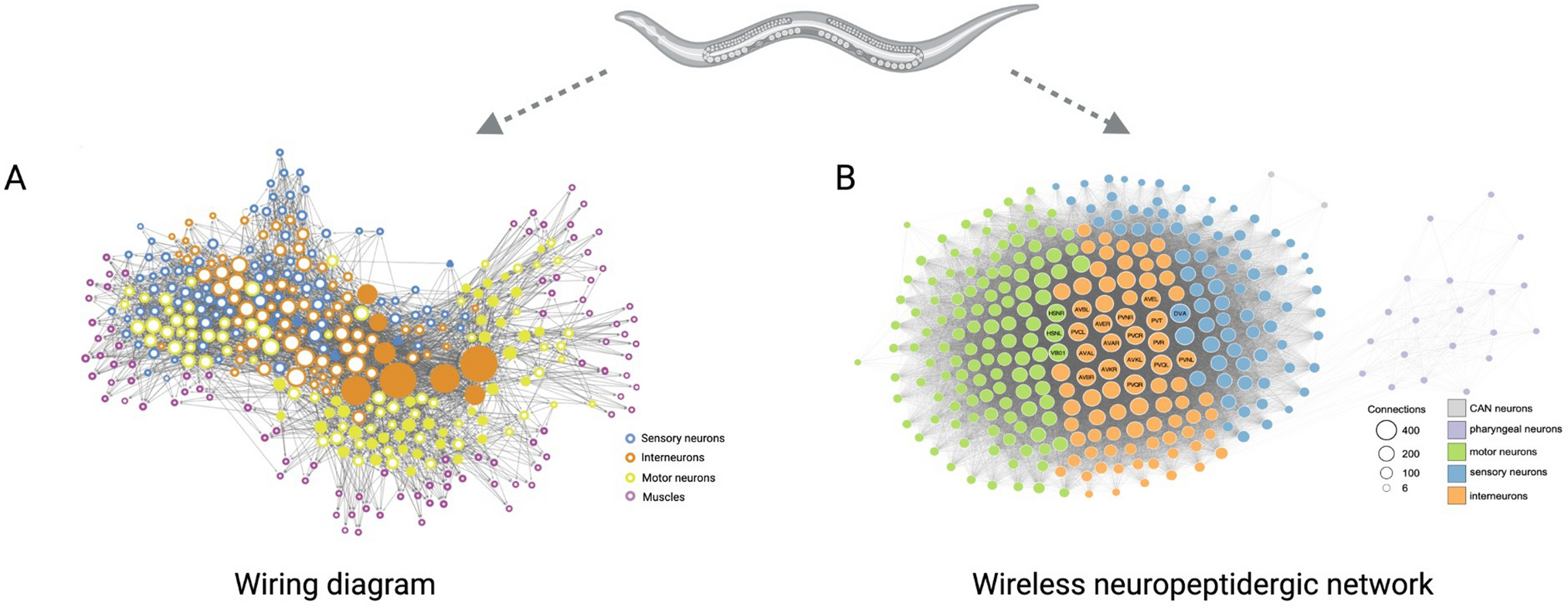 wired and wireless connectome: insights into principles of nervous system structure and function