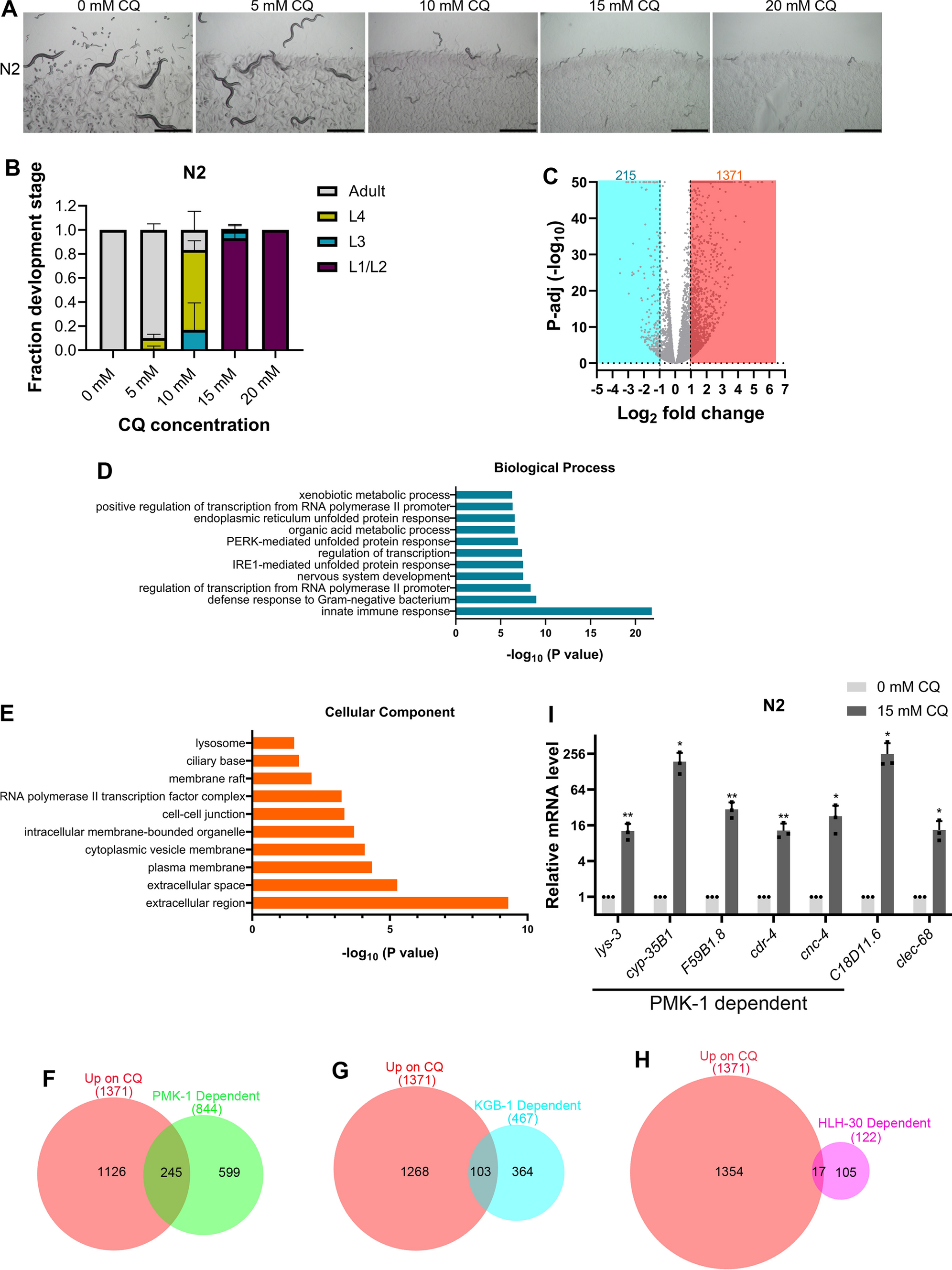 Innate immune and endoplasmic reticulum unfolded protein response pathways protect  against chloroquine toxicity