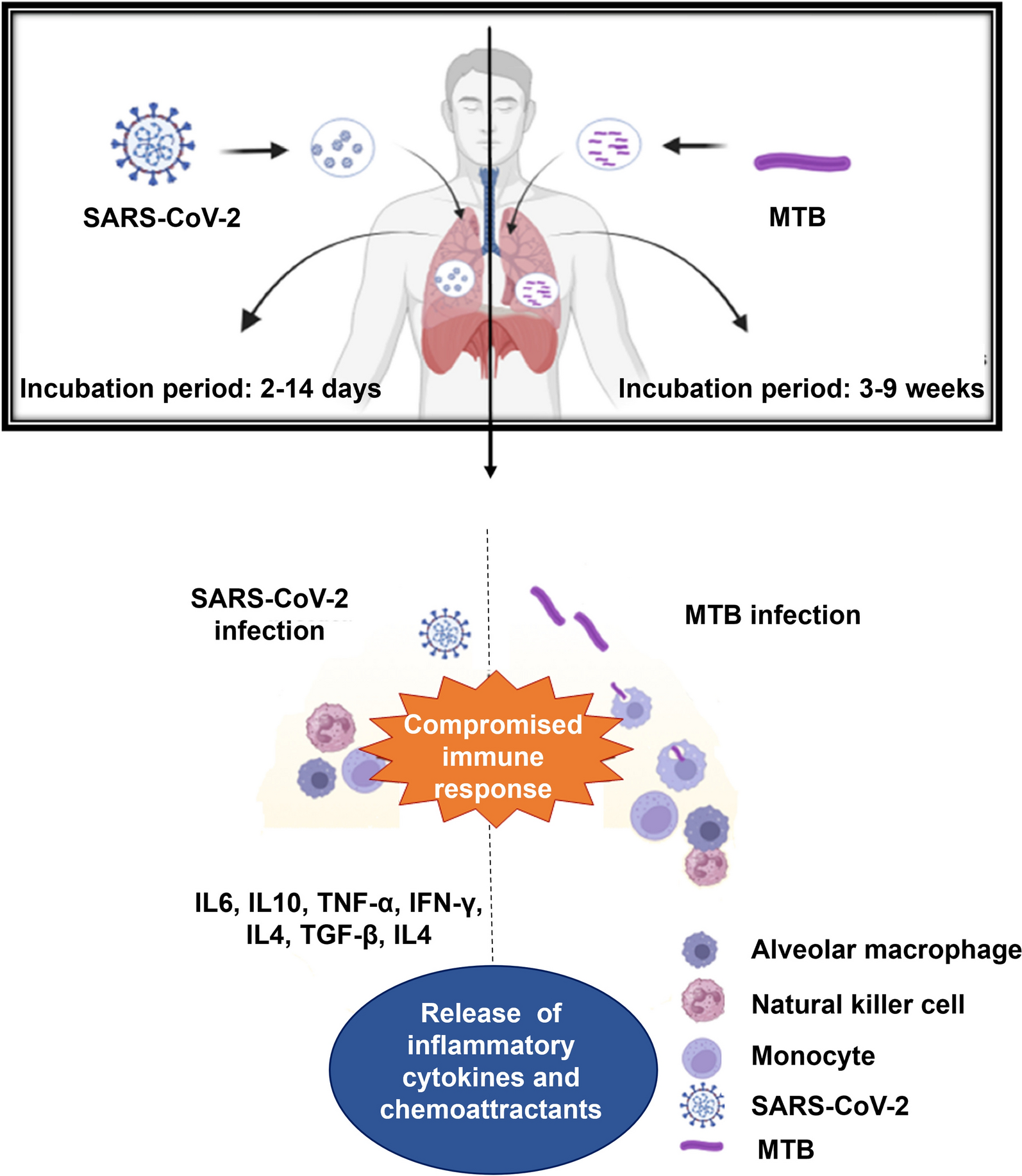 The interplay of tuberculosis and COVID-19: Insights into global health challenges