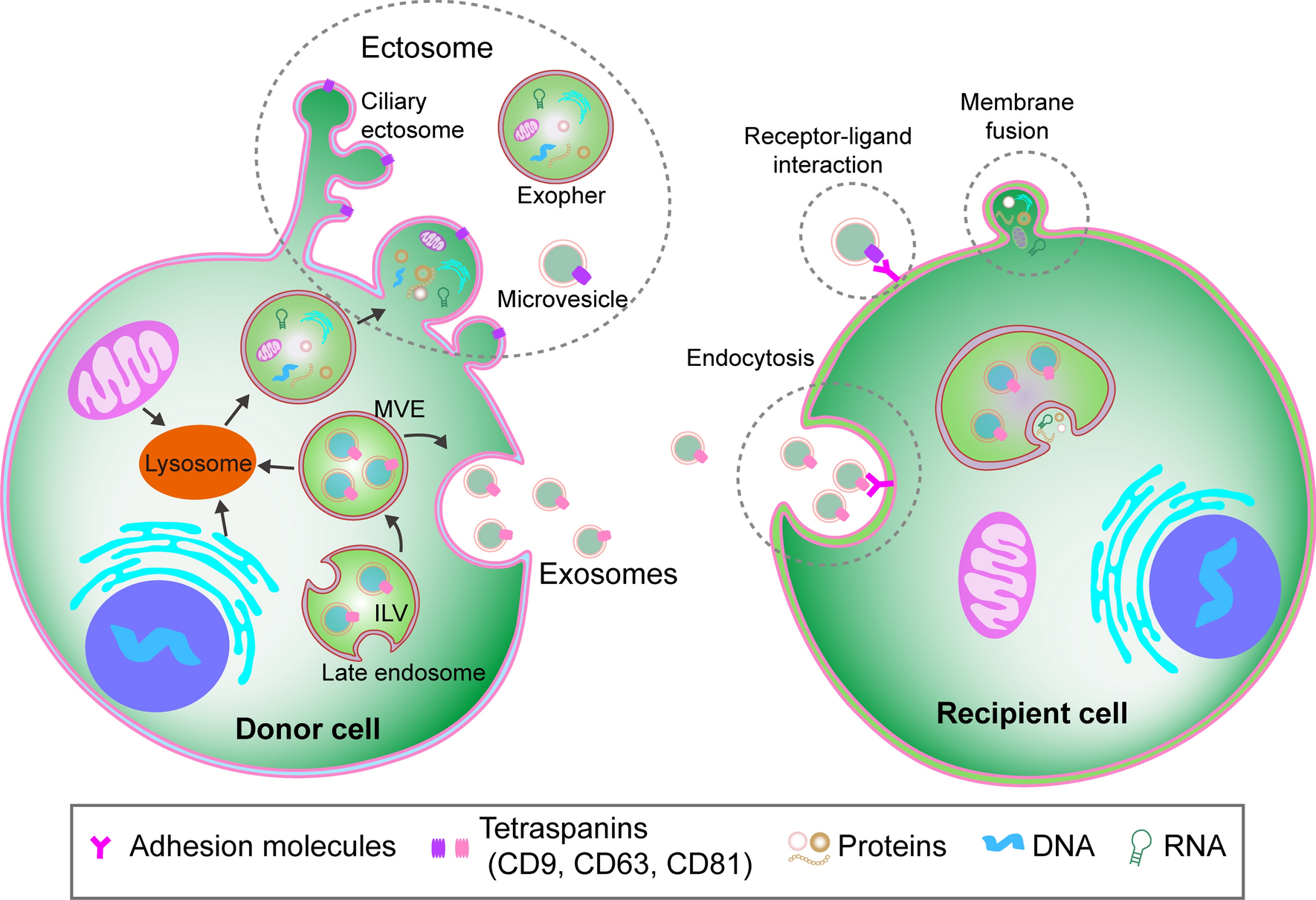 as a model for studying intercellular communication via extracellular vesicles