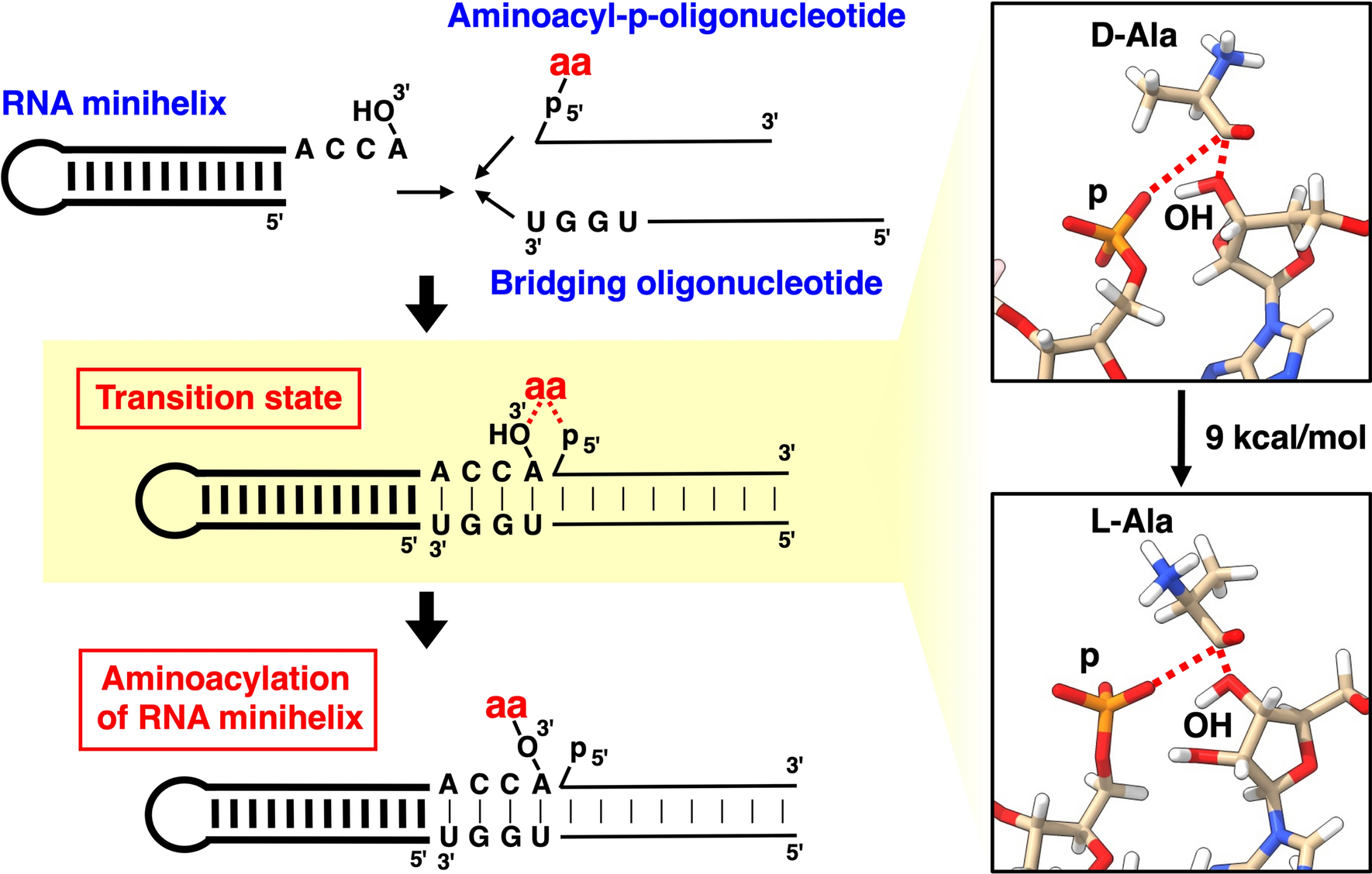 Origin of homochirality in terrestrial biology