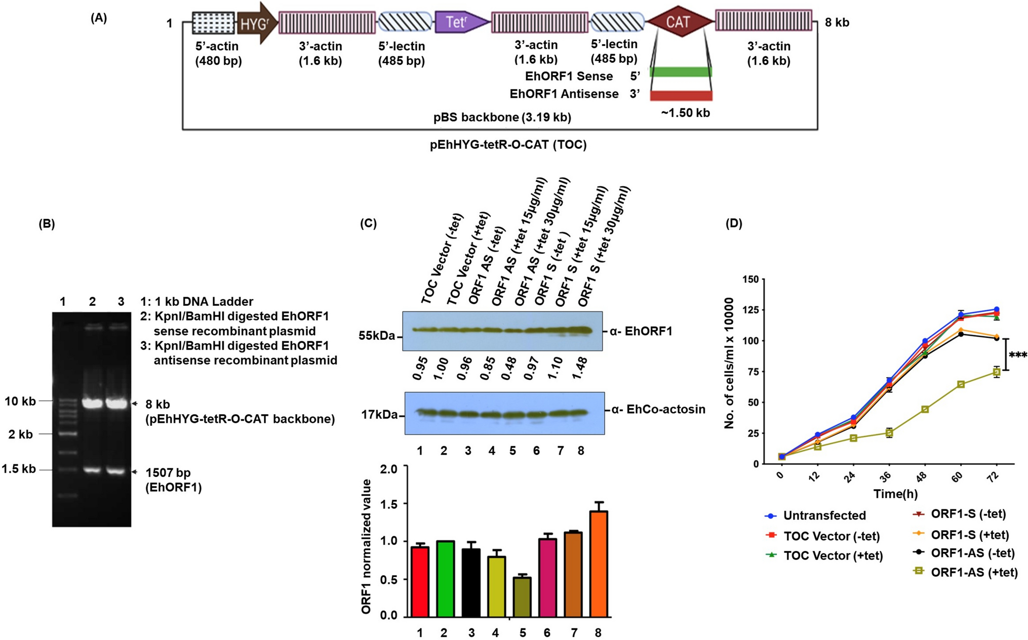 Role of EhLINE1_ORF1p outside retrotransposition: Downregulation causes growth defects in