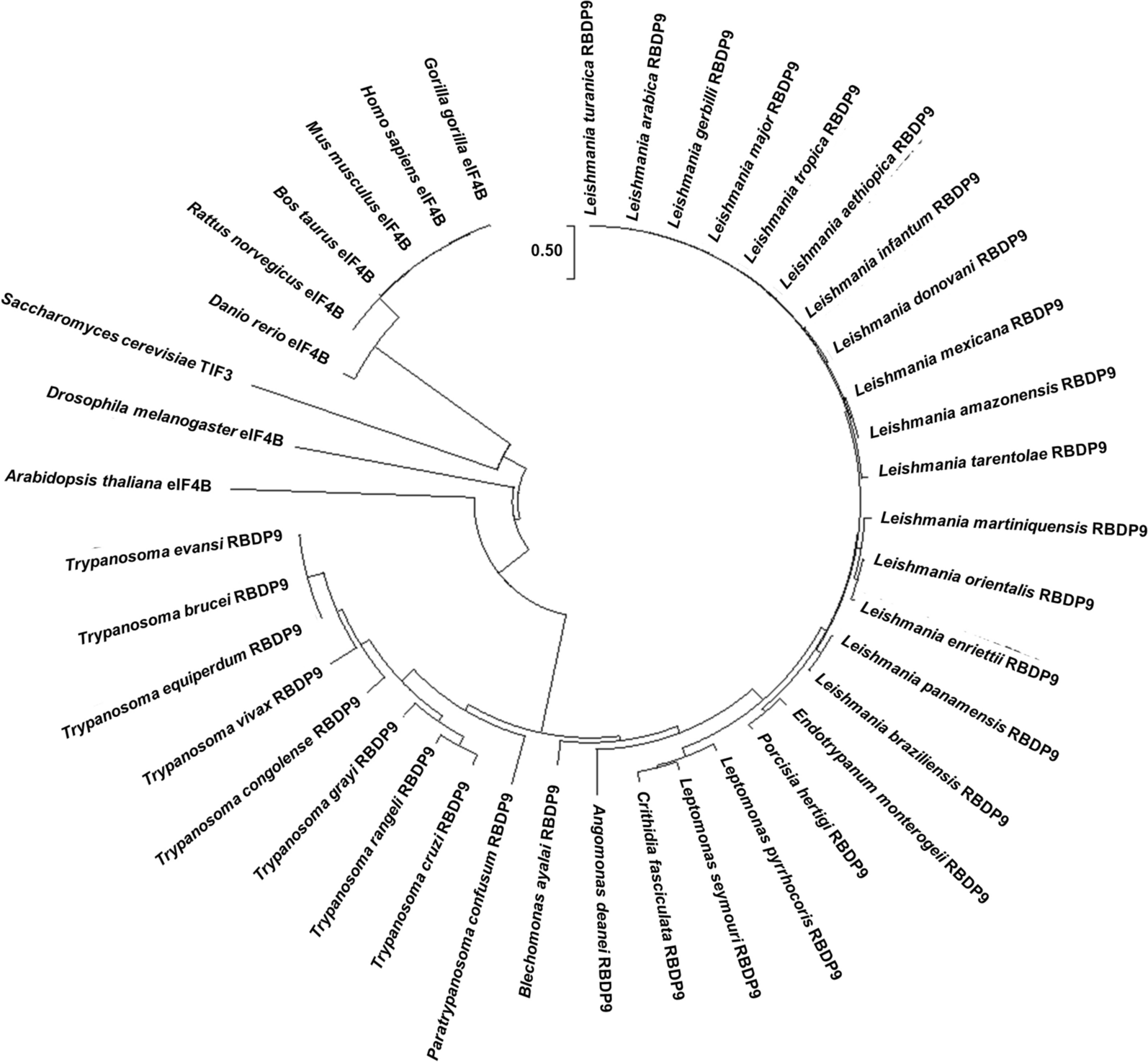 Trypanosomatid DRBD9s are likely to be eIF4B orthologues