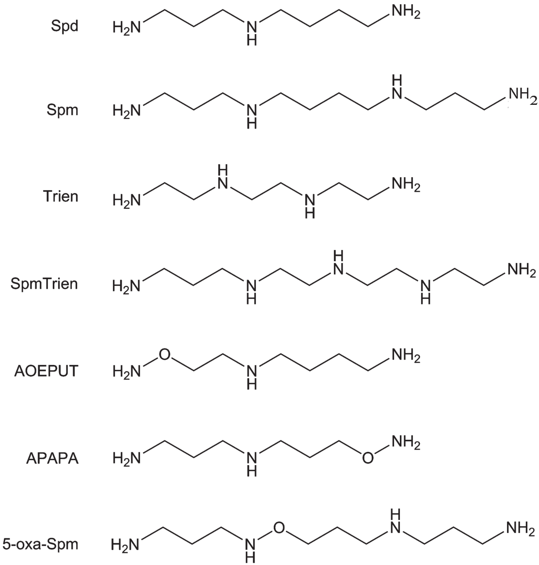 Effects of Unbranched Polyamines on Rat-Liver Mitochondria