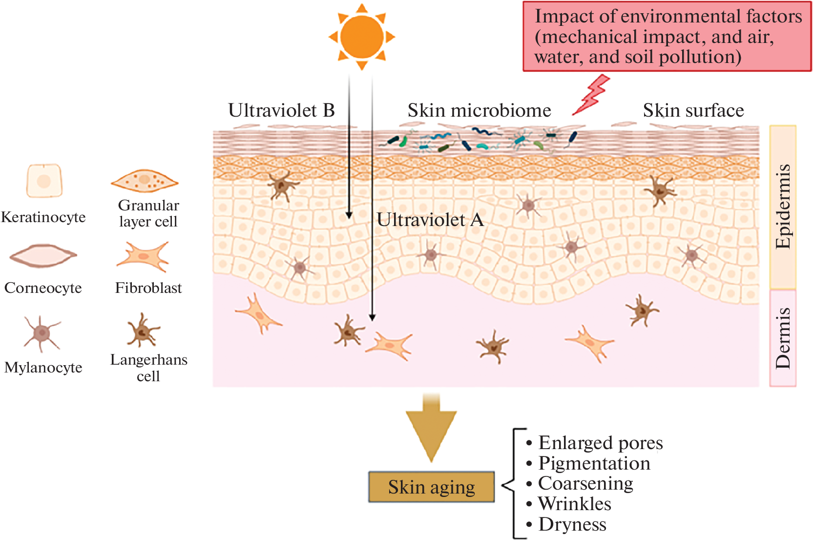Biomass of Phototrophic Microorganisms As a Source of Active Components for Cosmetics