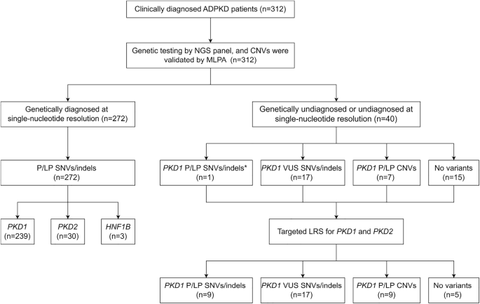Targeted long-read sequencing enables higher diagnostic yield of ADPKD by accurate PKD1 genetic analysis