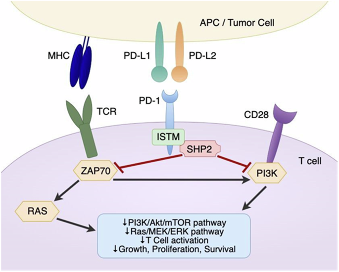PD-1 transcriptomic landscape across cancers and implications for immune checkpoint blockade outcome