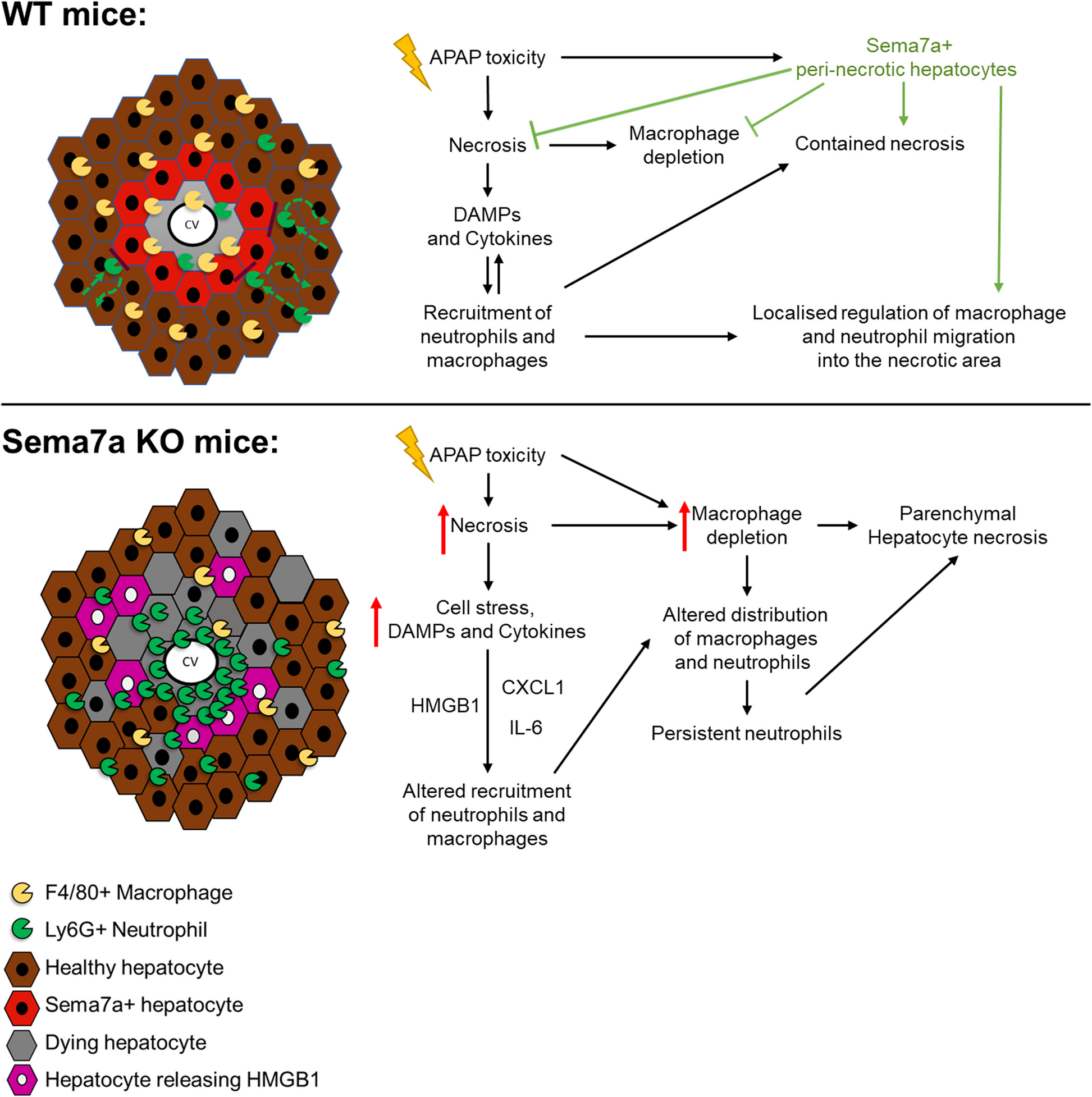 Semaphorin 7a is protective through immune modulation during acetaminophen-induced liver injury
