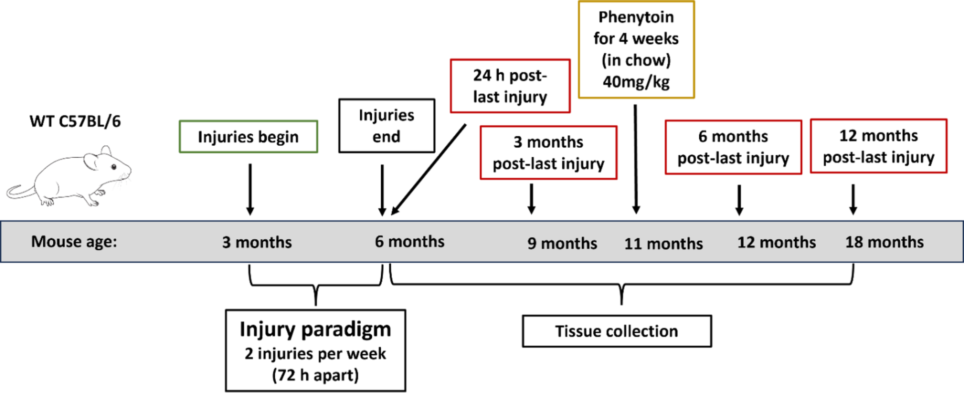 Contribution of brain pericytes to neuroinflammation following repetitive head trauma