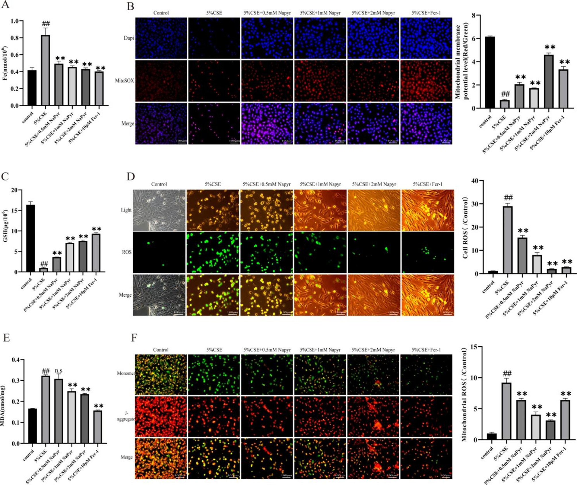 Correction: Sodium pyruvate exerts protective effects against cigarette smoke extract-induced ferroptosis in alveolar and bronchial epithelial cells through the GPX4/Nrf2 axis