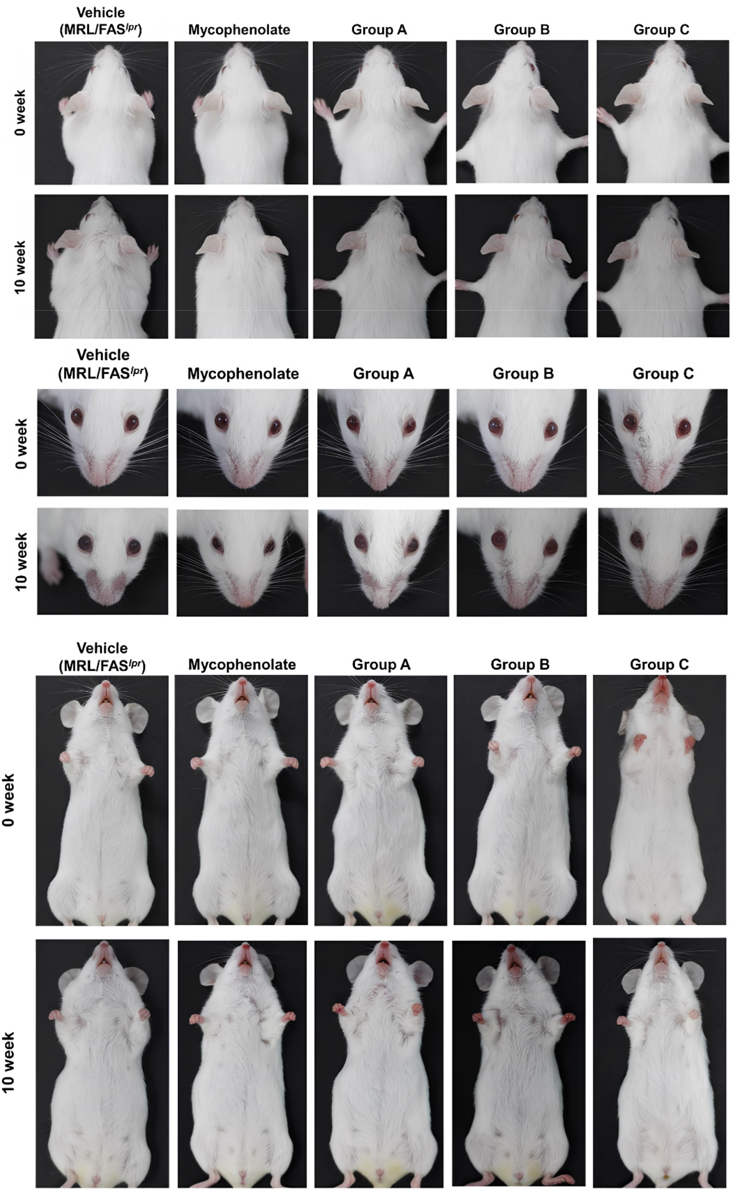 Suppression of skin lesions and SLE nephritis by increasing Treg in MRL/FASlpr mice by administration of bee venom Apitoxin®