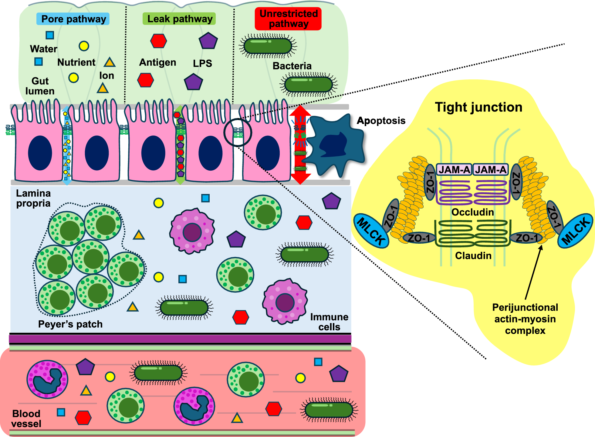 Gut integrity in intensive care: alterations in host permeability and the microbiome as potential therapeutic targets