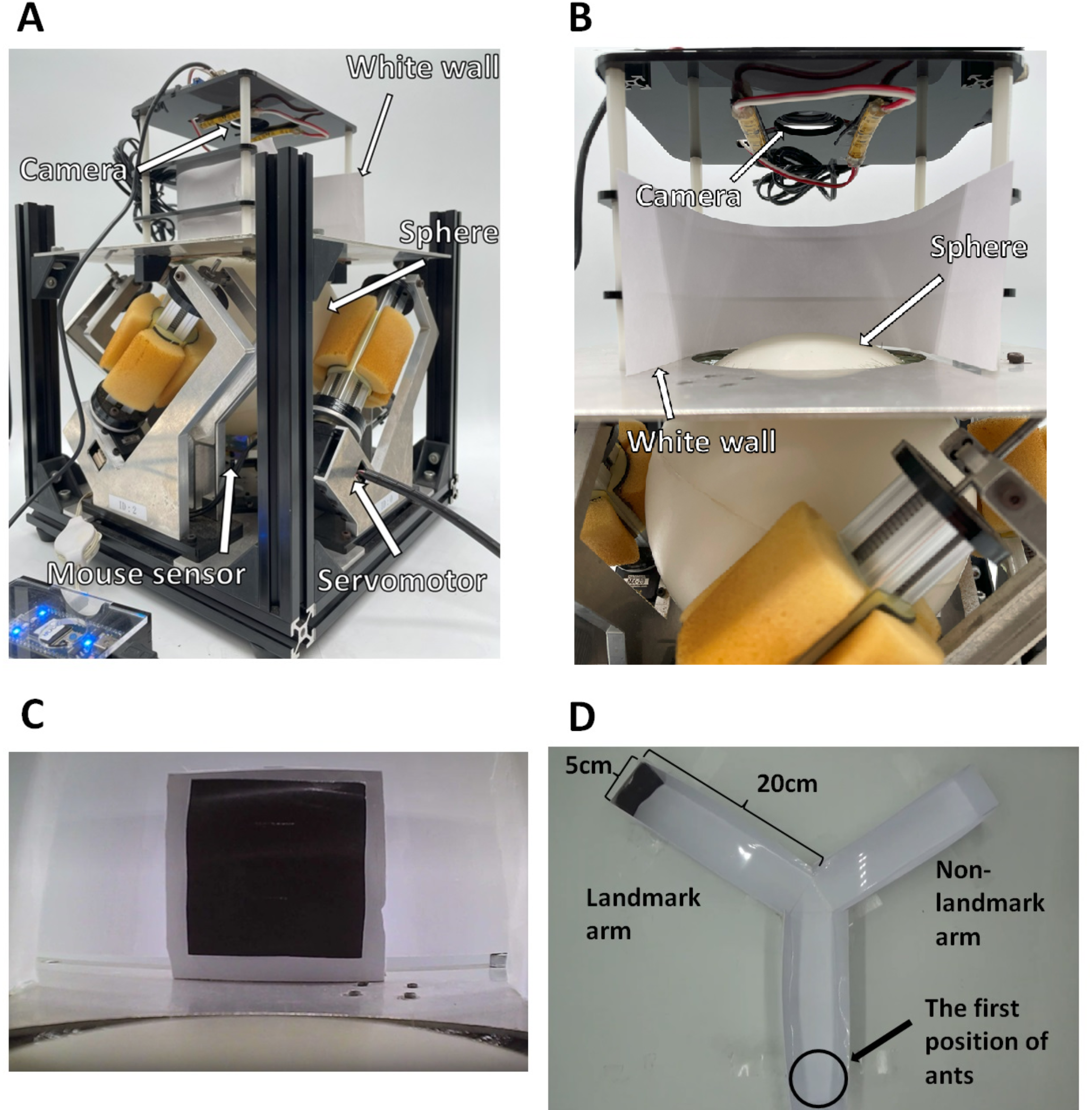 The relative landmark shift during free movement on a treadmill may enhance visual learning for ant foragers