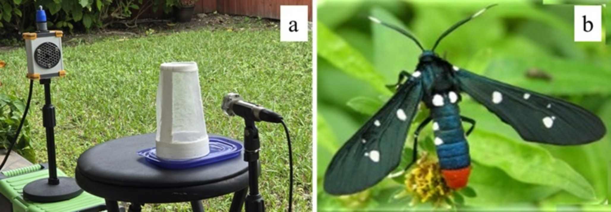 Is it a bat or a male? A female moth (, Lepidoptera: Erebidae: Arctiinae) adapts its acoustic signals for defense or courtship