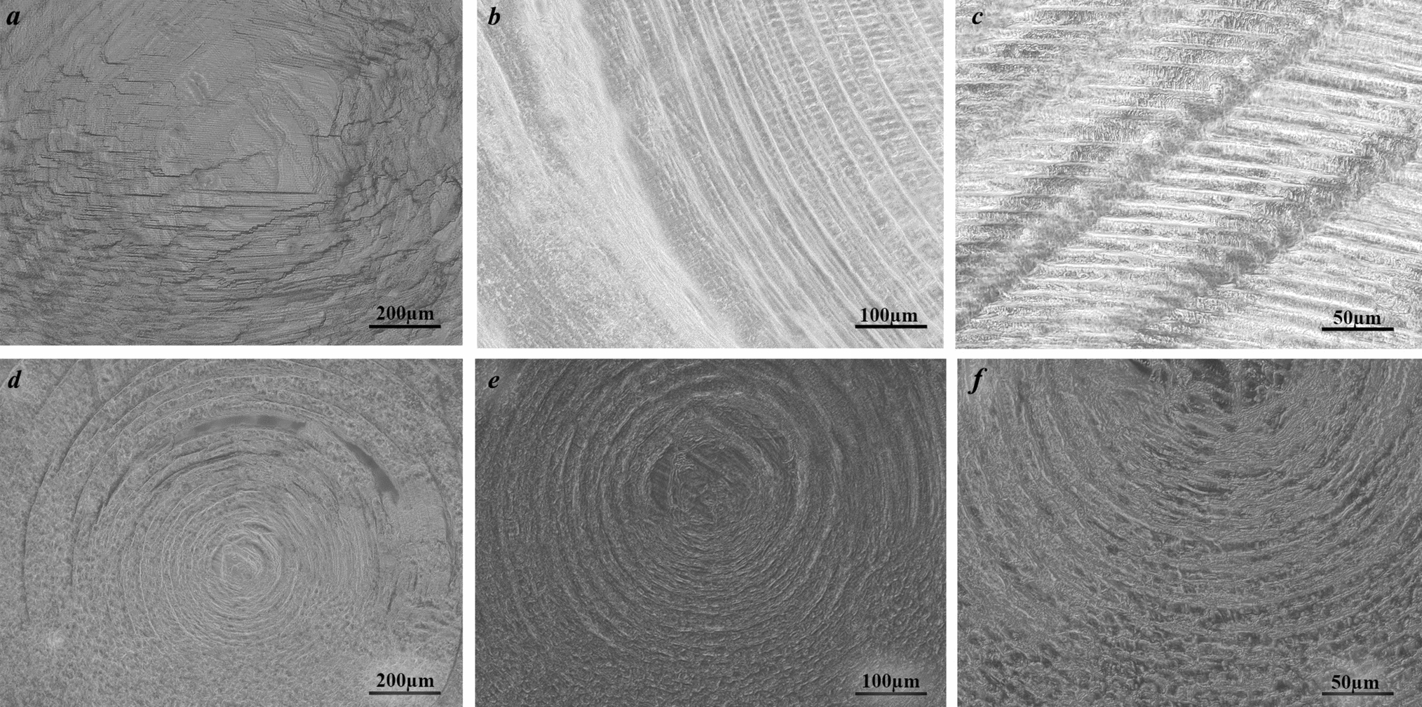 Comparative analysis of the structure and crystallin composition of the lenses of freshwater fish and gastropods with respect to their vision