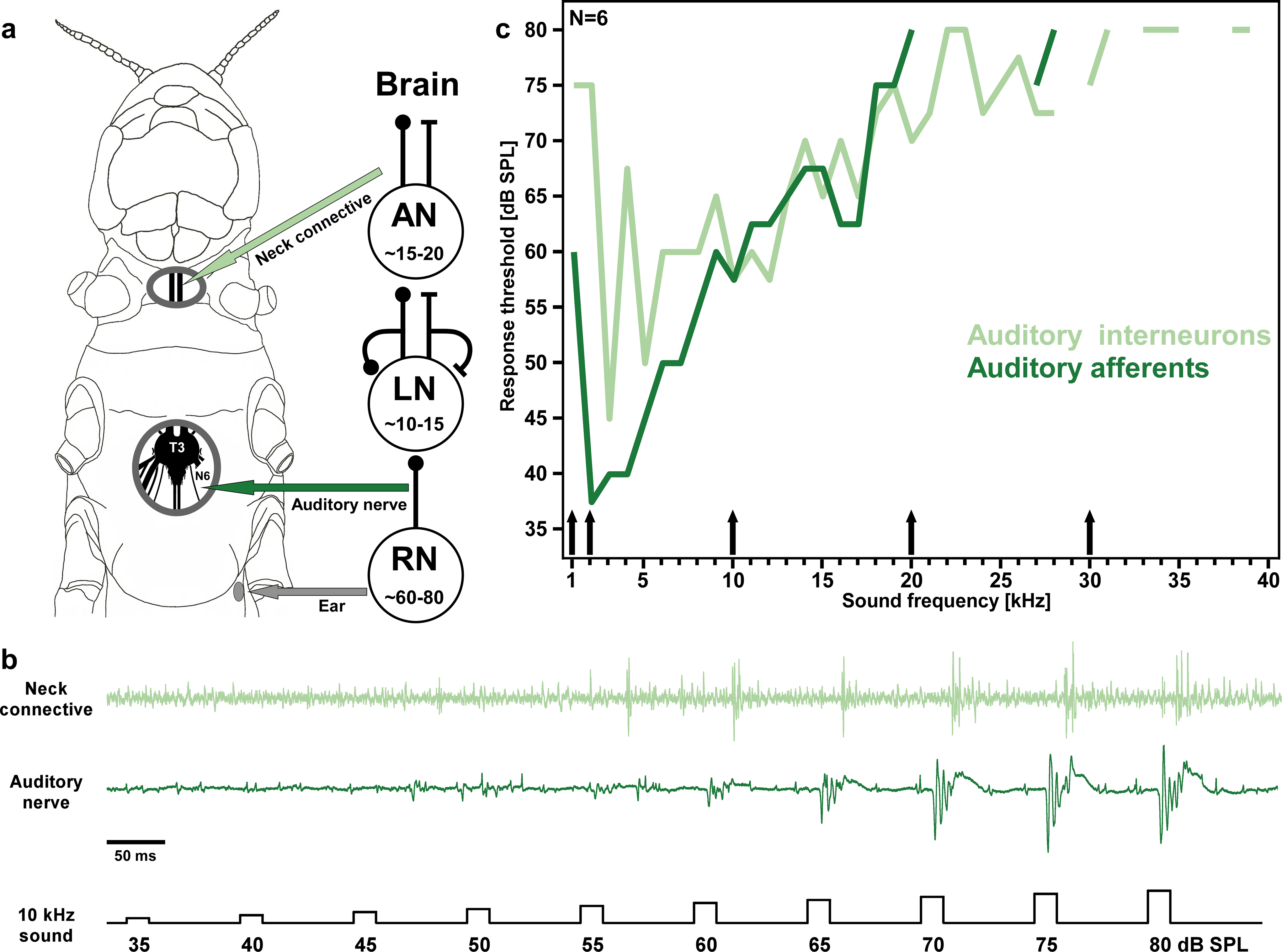 Flupyradifurone, imidacloprid and clothianidin disrupt the auditory processing in the locust CNS