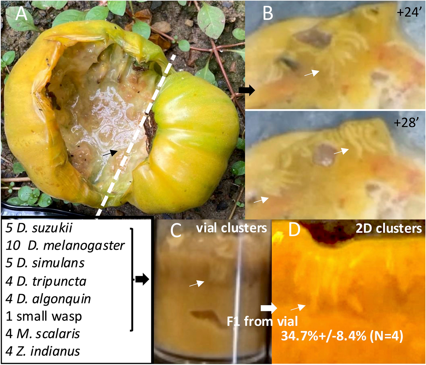 Do wild-caught fly larvae cooperatively forage?