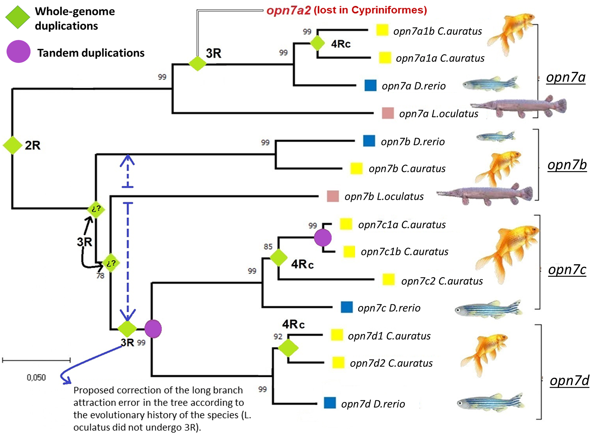 Is there direct photoentrainment in the goldfish liver? Wavelength-dependent regulation of clock genes and investigation of the opsin 7 family