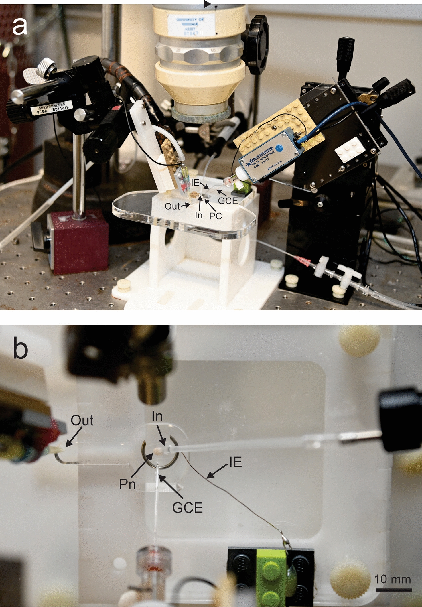 The effect of extracellular potassium concentration on the oscillation frequency of the pacemaker nucleus in the weakly electric fish
