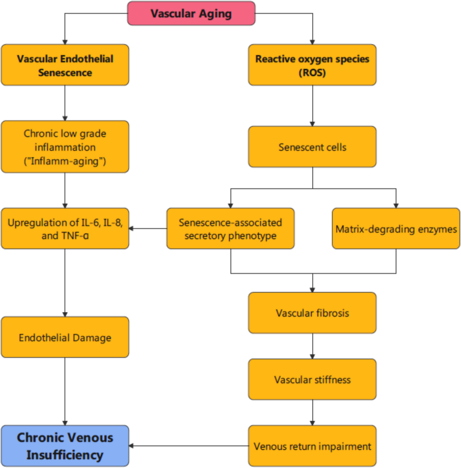 Chronic venous insufficiency in heart failure: exploring a reciprocal influence on cardiovascular health