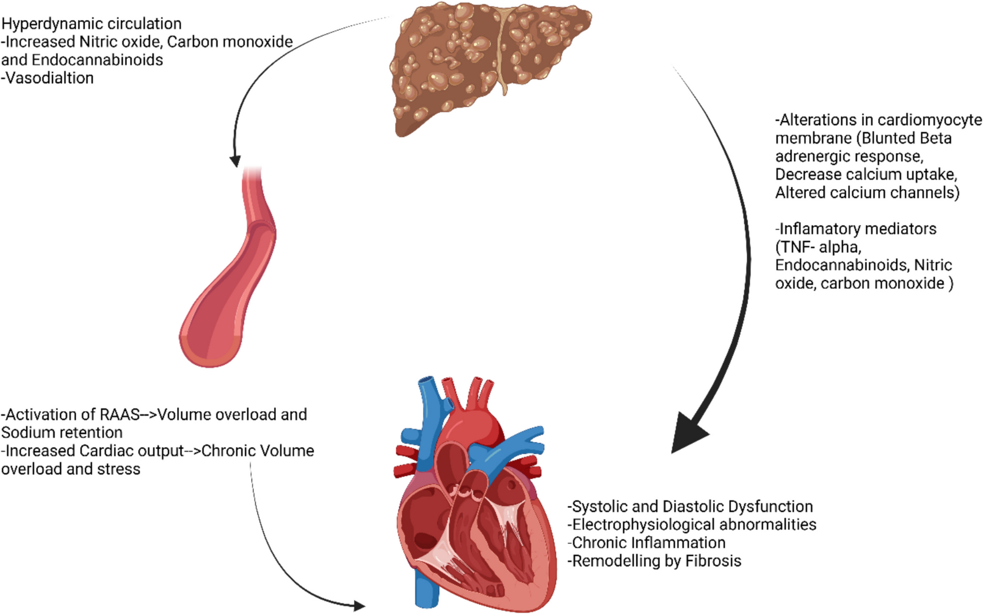 Cirrhotic cardiomyopathy: comprehensive insights into pathophysiology, diagnosis, and management