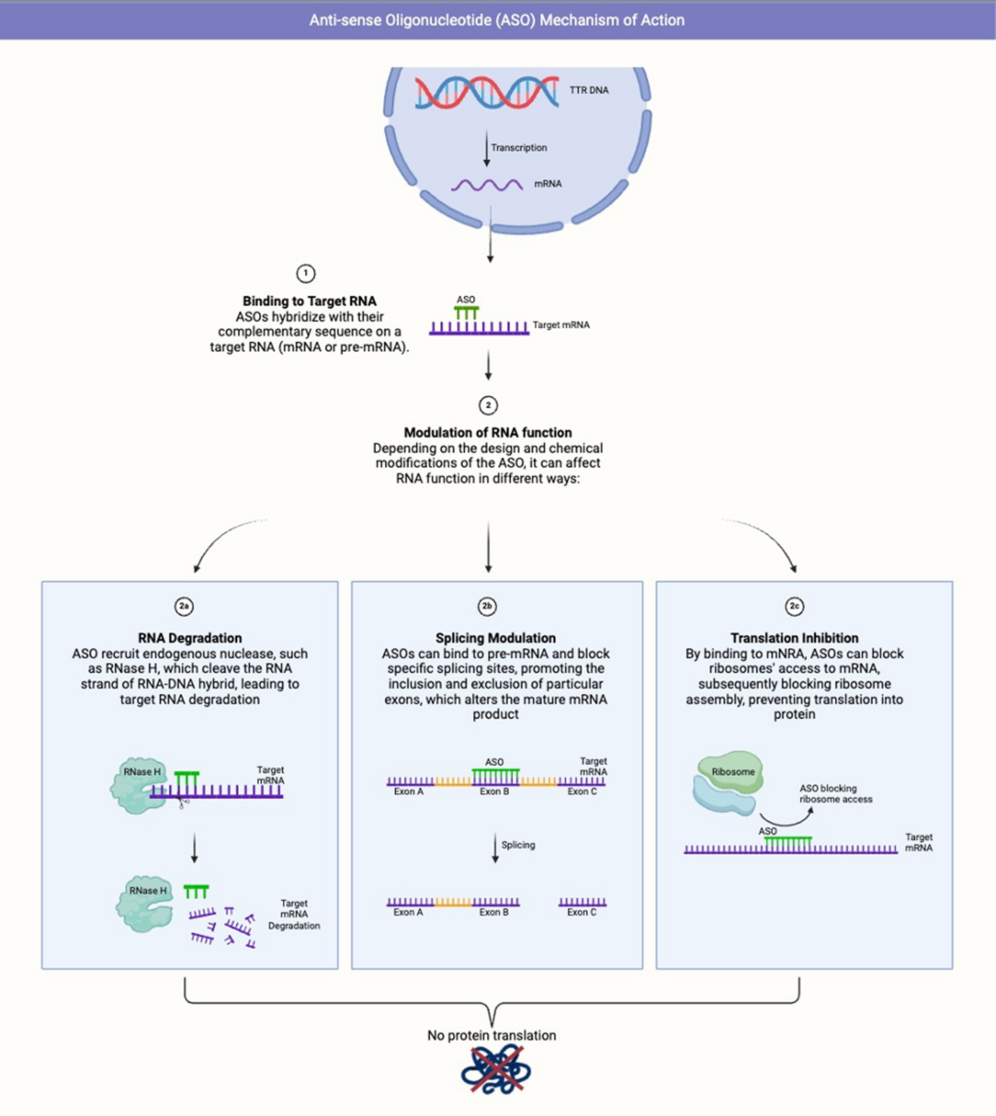 Emerging, novel gene-modulating therapies for transthyretin amyloid cardiomyopathy