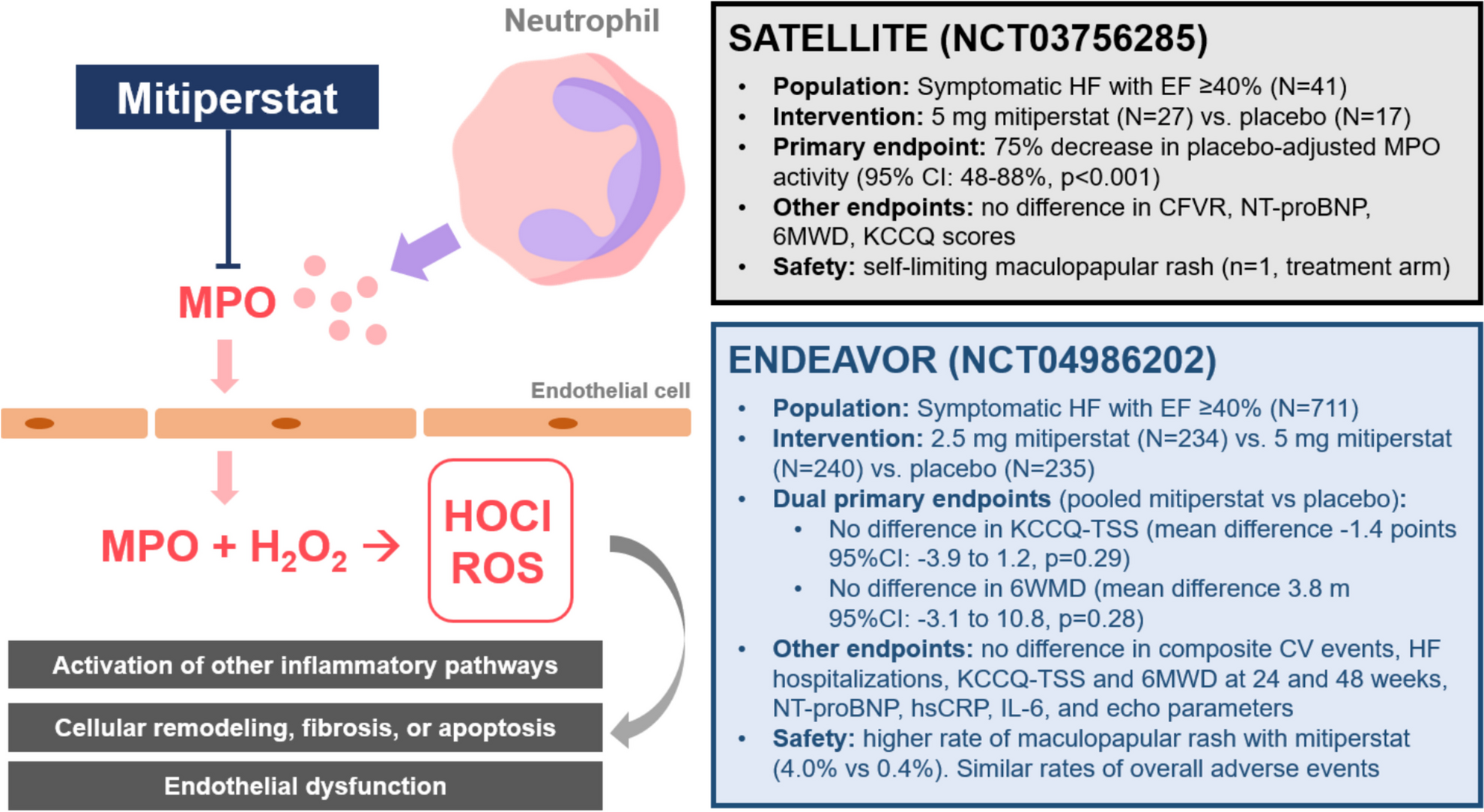 Myeloperoxidase inhibition in the landscape of anti-inflammatory therapies for heart failure with preserved ejection fraction: the ENDEAVOR trial