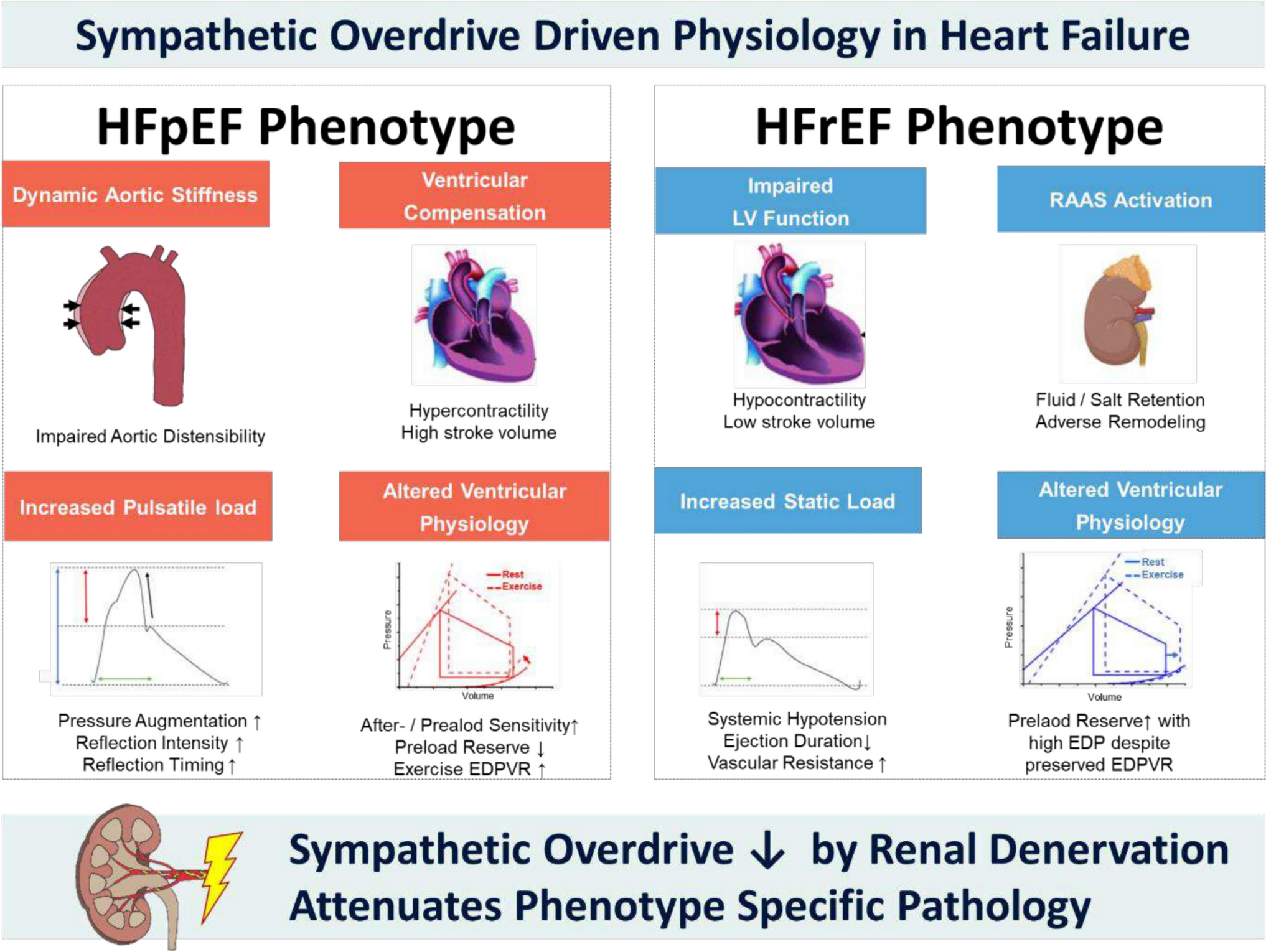 Renal denervation in the setting of heart failure