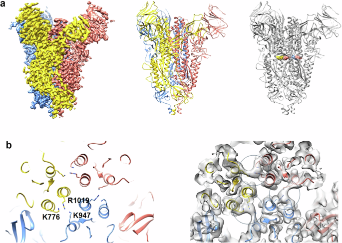 RBD-depleted SARS-CoV-2 spike generates protective immunity in cynomolgus macaques