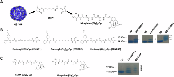 Two doses of Qβ virus like particle vaccines elicit protective antibodies against heroin and fentanyl