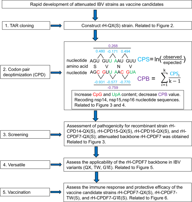 Rapid development of attenuated IBV vaccine candidates through a versatile backbone applicable to variants