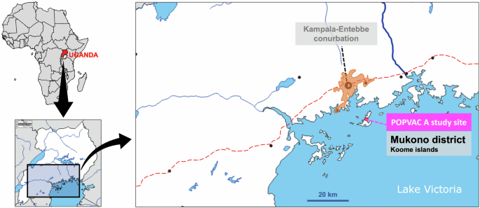 Helminth driven gut inflammation and microbial translocation associate with altered vaccine responses in rural Uganda