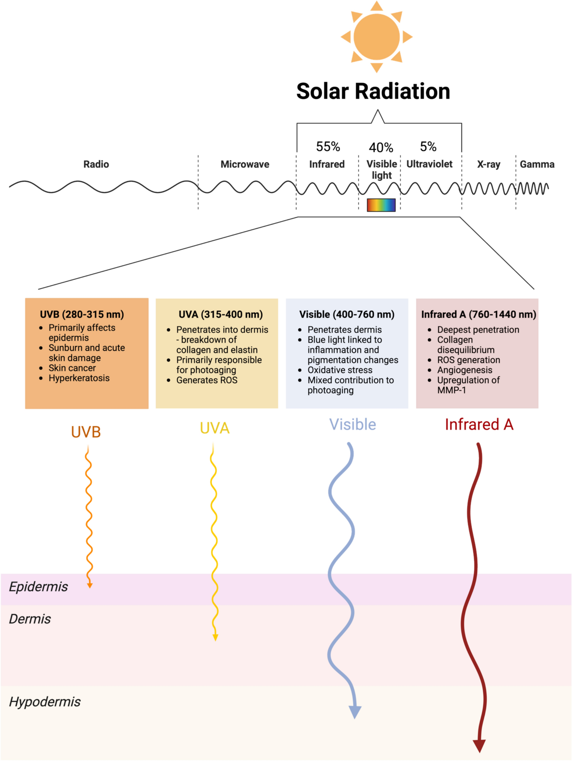 Photoaging: Current Concepts on Molecular Mechanisms, Prevention, and Treatment
