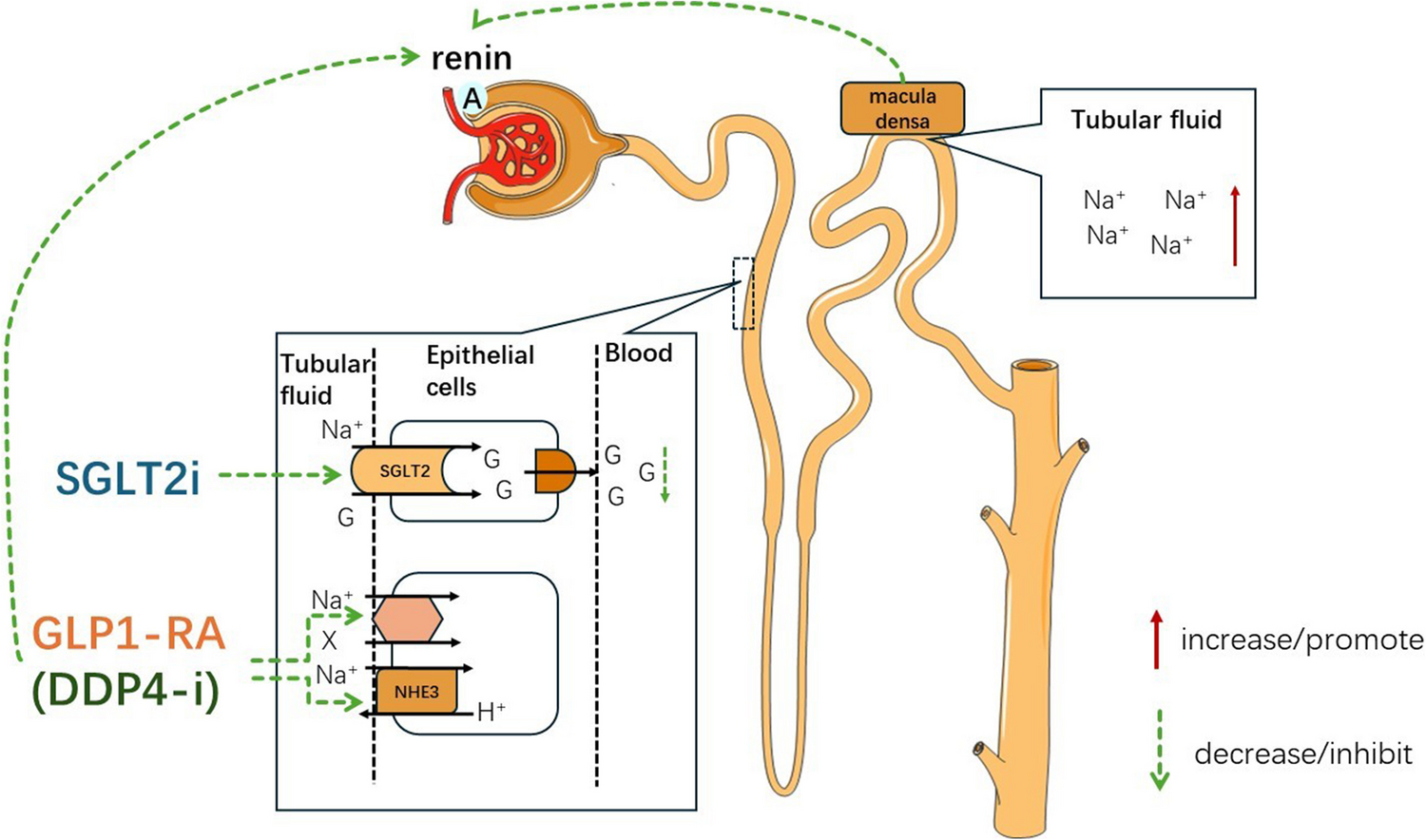 Effects of oral antidiabetic agents on the renin–angiotensin–aldosterone system
