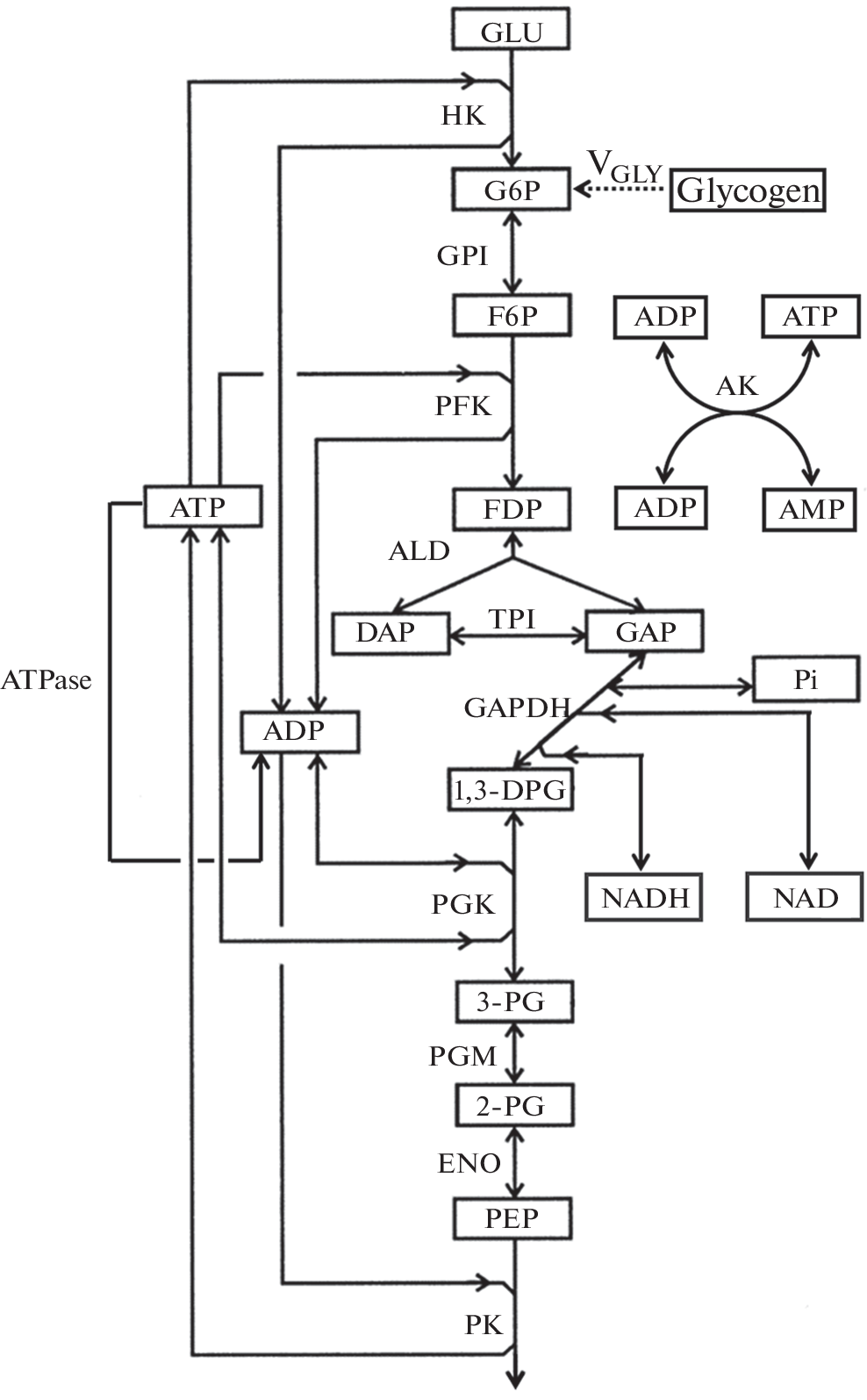 Simulation of the Glycolytic Metabolite Concentration Profile in Mammalian Resting Skeletal Muscles