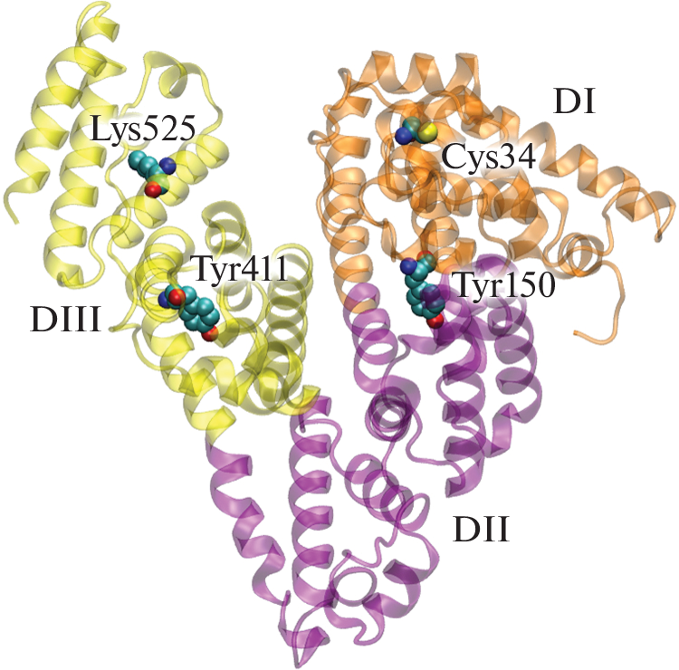 Interaction of Albumin with Angiotensin-I-Converting Enzyme According to Molecular Modeling Data