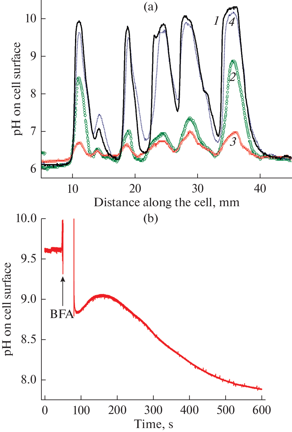 Role of Membrane H Transport and Plasmalemma Excitability in Pattern Formation, Long-Distance Transport and Photosynthesis of Characean Algae