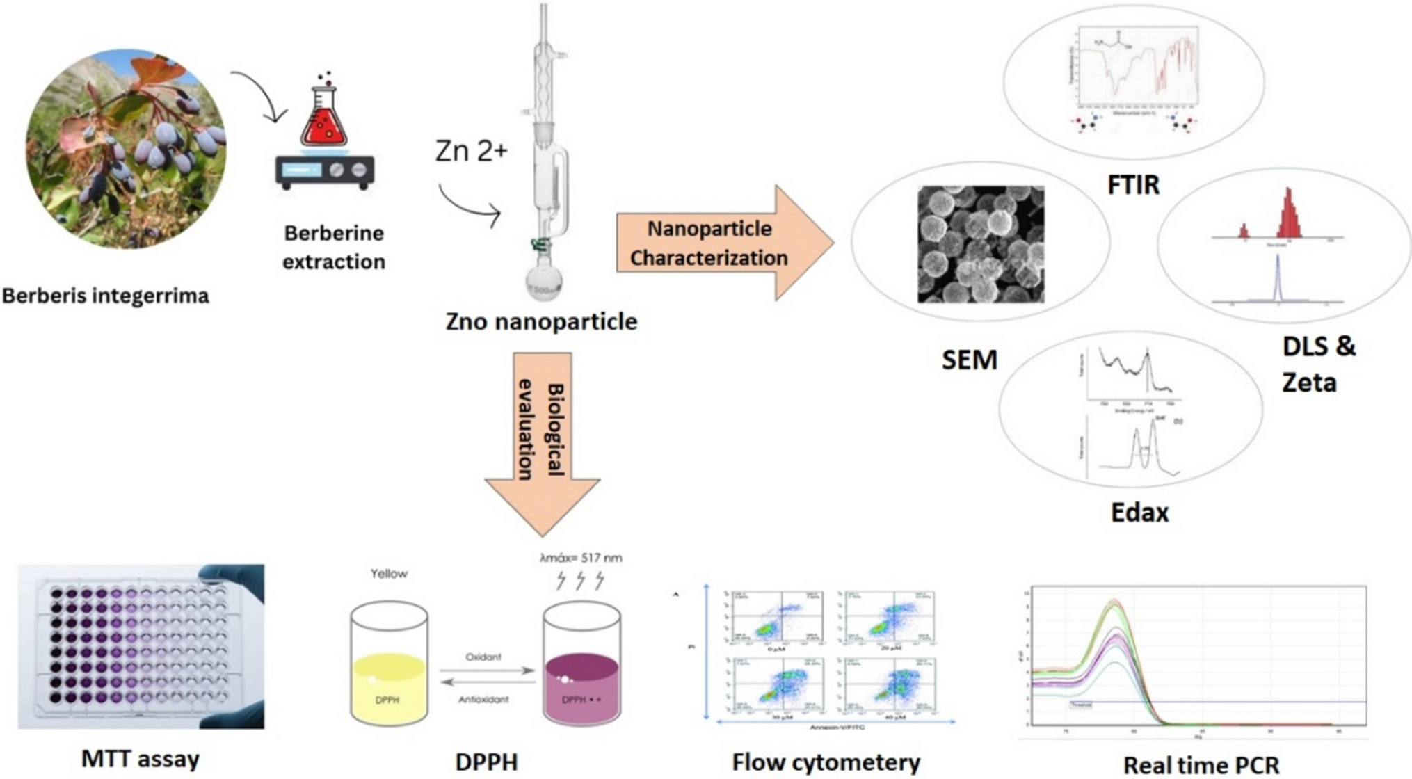 The effect of biosynthesized zinc oxide nanoparticles on gene expression and apoptosis in triple-negative breast cancer cells