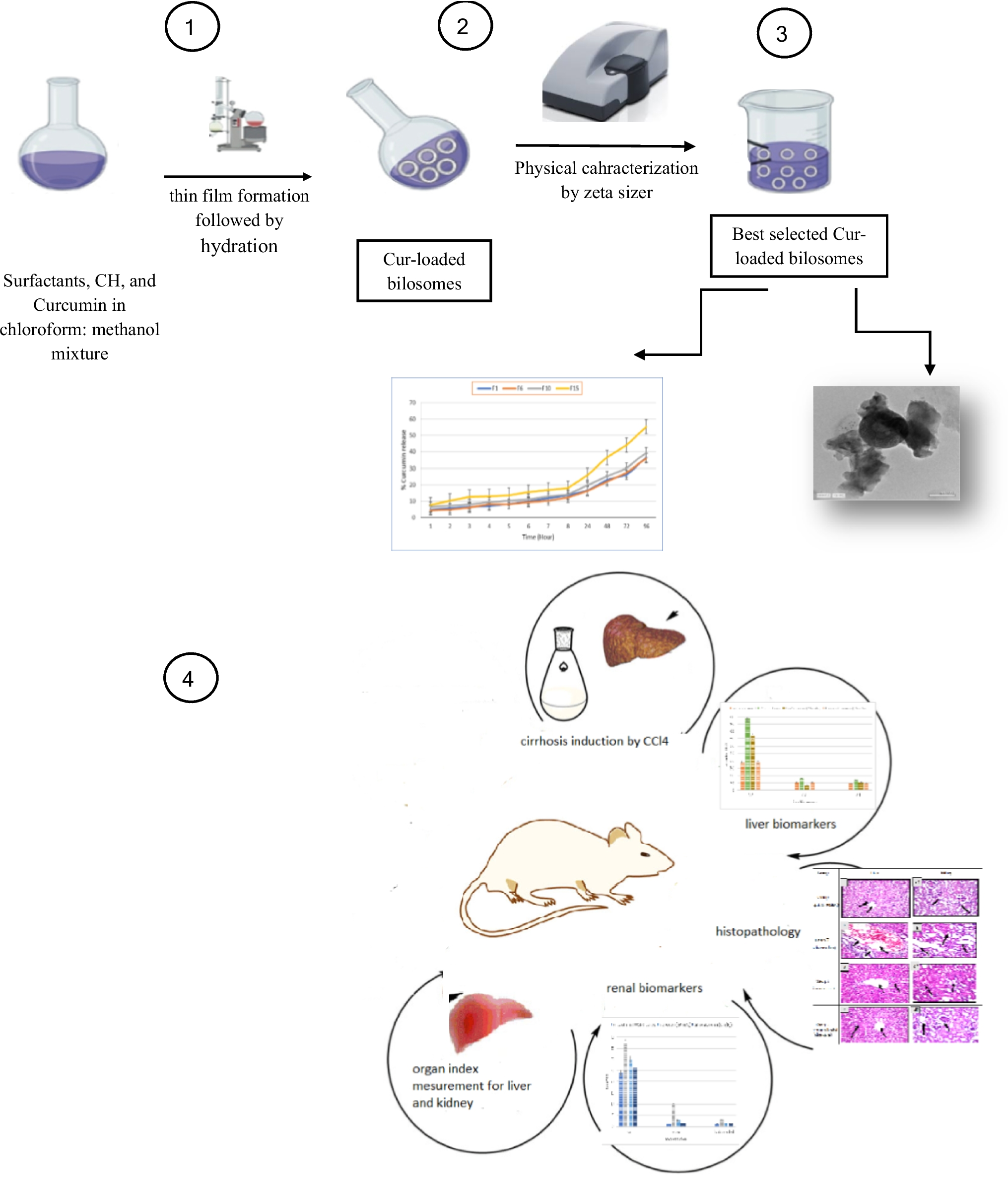 and assessment of curcumin loaded bile salt stabilized nanovesicles for oral delivery