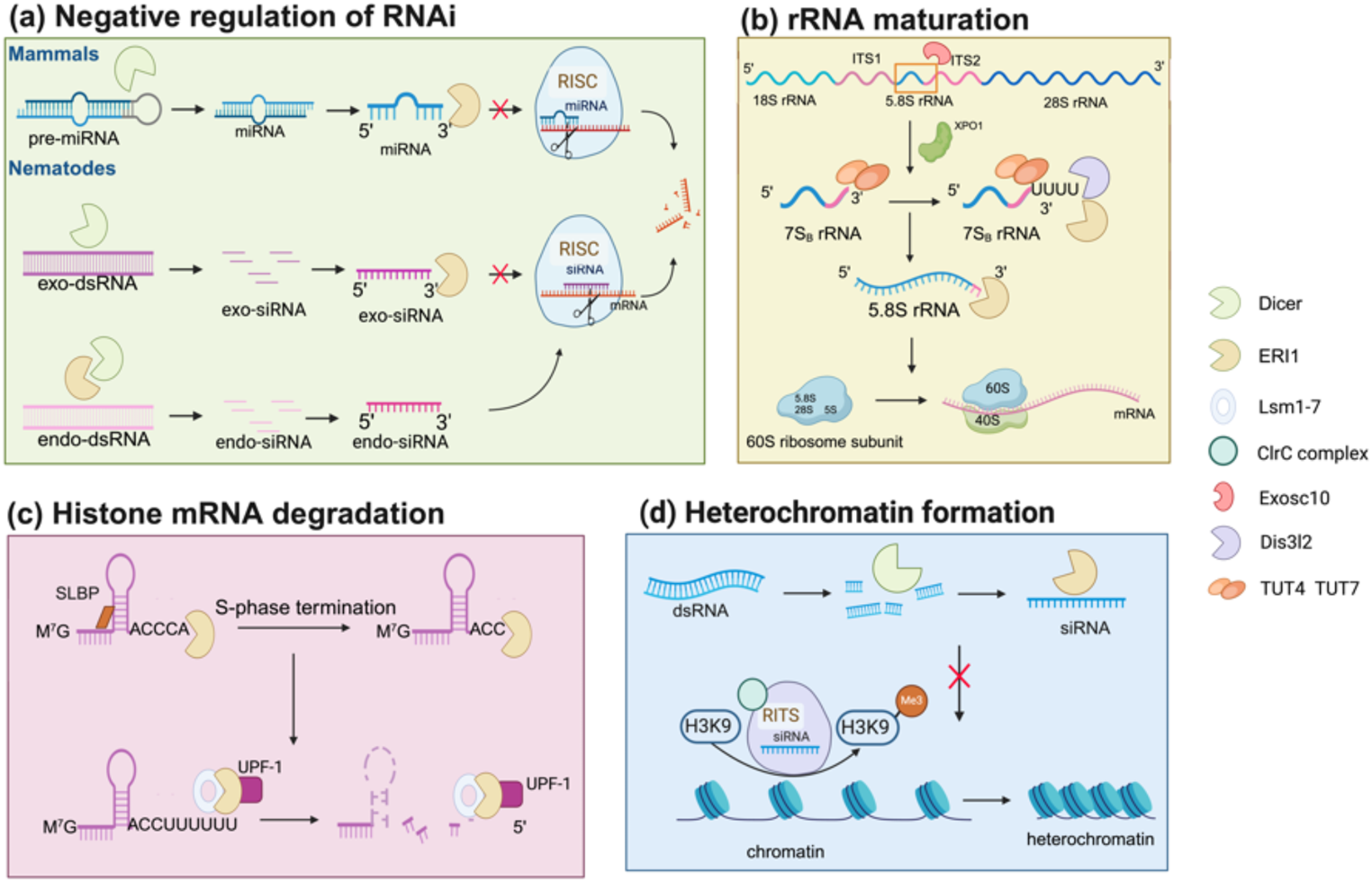 Congenital Bone Disorders Associated with ERI1-Mediated RNA Metabolism Dysfunction: Spondylo-Epi-Metaphyseal Dysplasia Guo-Campeau Type and Beyond