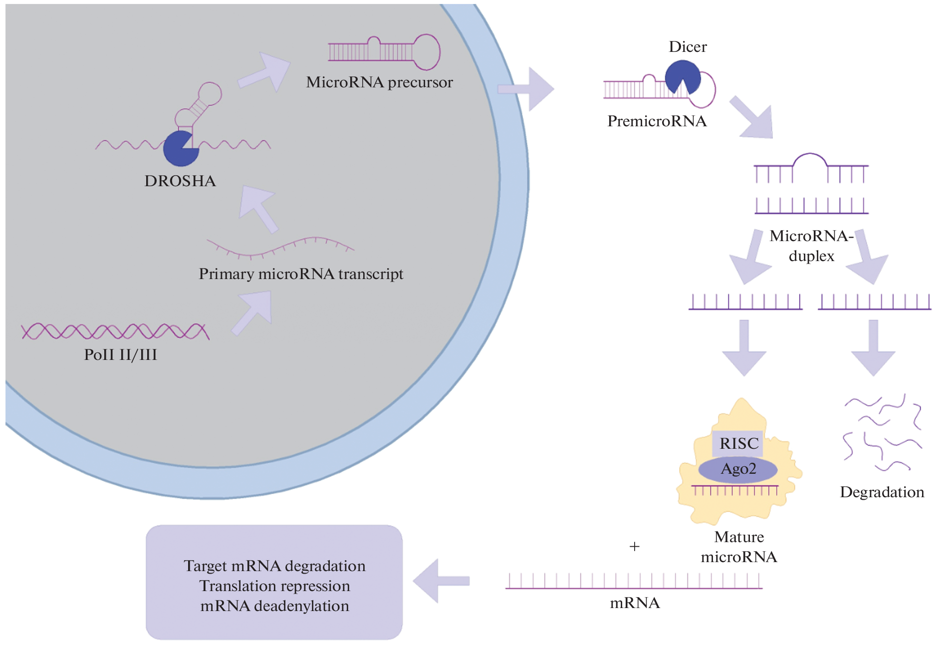 The Role of MicroRNA in the Development of Type 2 Diabetes Mellitus