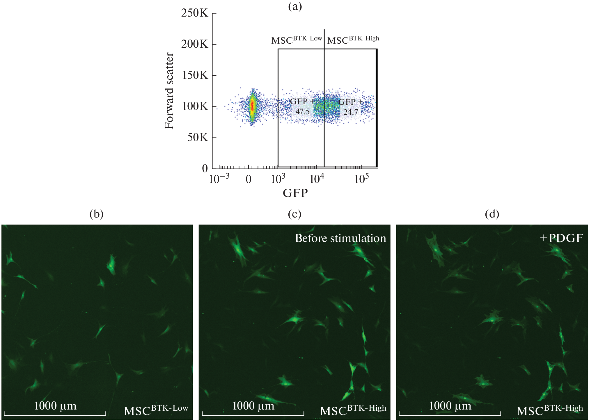 The Features of the Genetically-Encoded Biosensor to PIP3 Influence on Insulin Signaling in MSCs