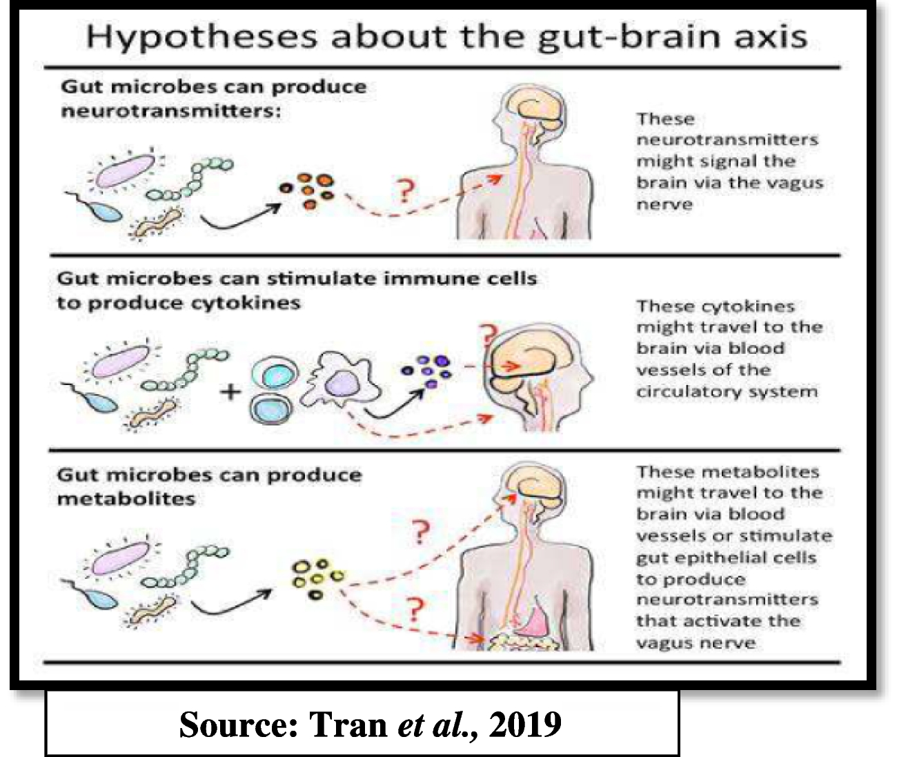 Role of Gut Microbiome in Depression