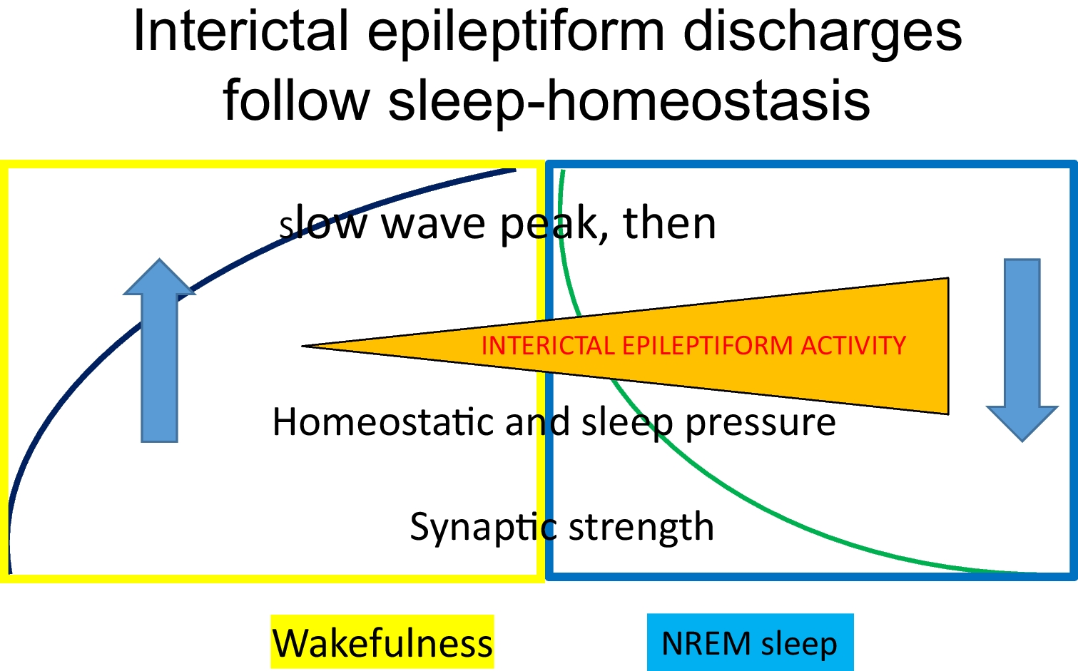 Epilepsy as a Wilding of Sleep