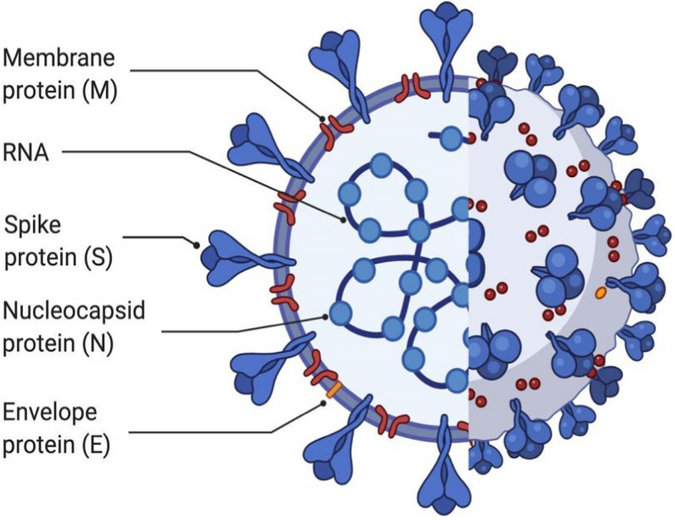 The Impacts of the Covid-19 Pandemic on Cerebral Infarction Treatment: Challenges and Opportunities