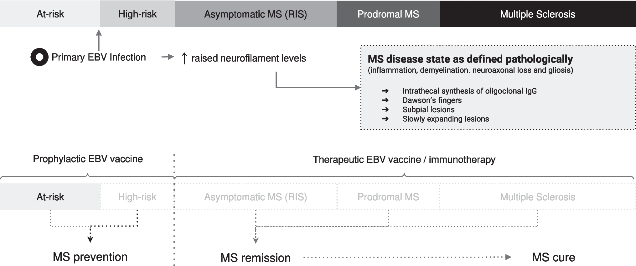 Epstein-Barr Virus as a Therapeutic and Preventive Target in Multiple Sclerosis