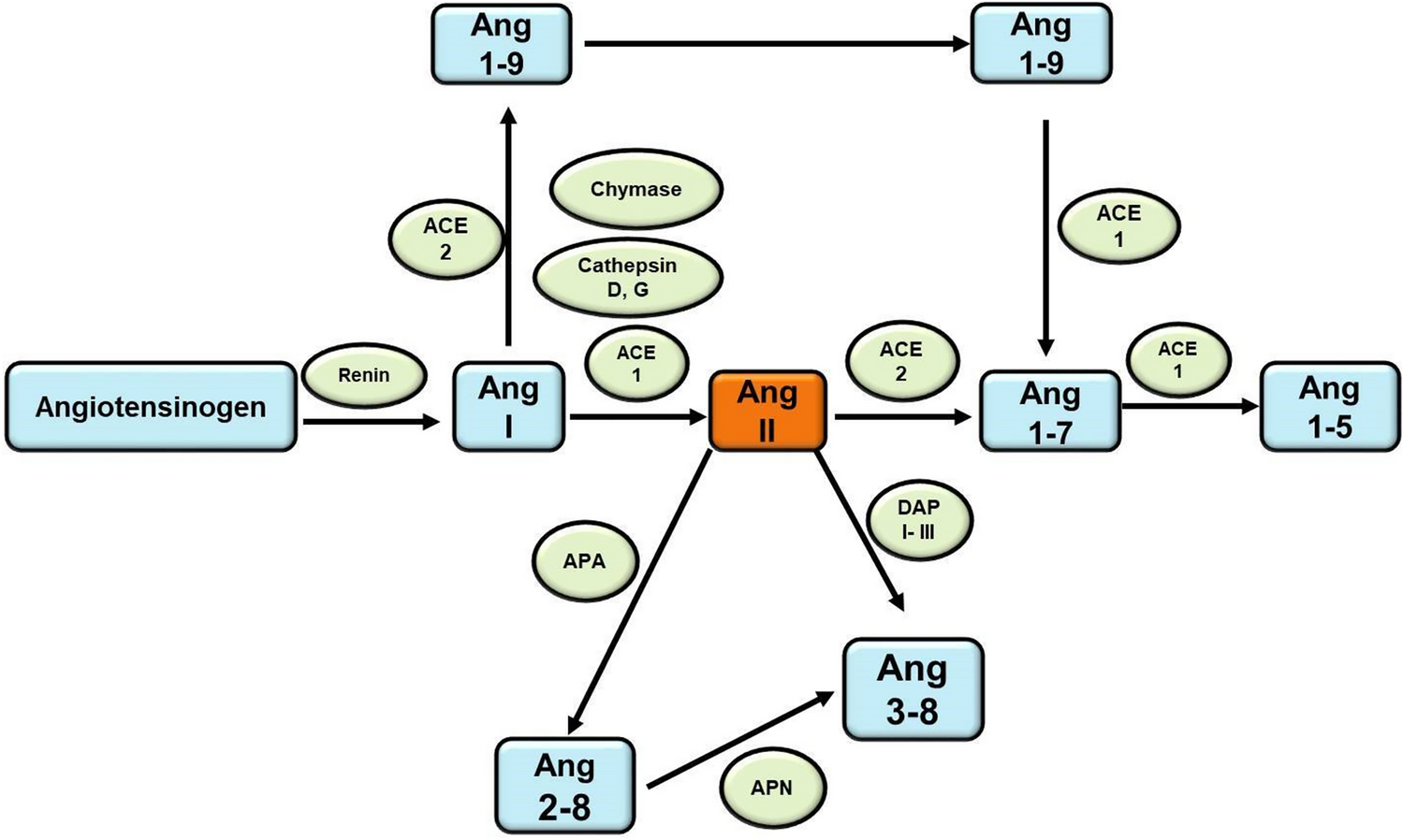 Mechanisms of angiotensin II to induce depression in diabetes